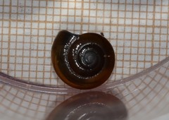 Morlina glabra