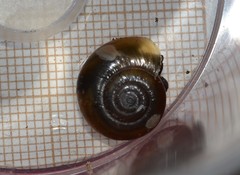 Oxychilus draparnaudi