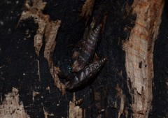 Clausilia bidentata