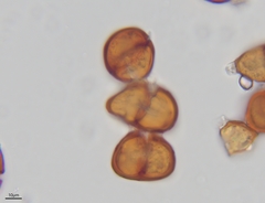 Puccinia gentianae
