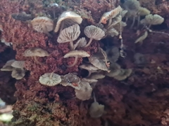 Clitocybula grisella