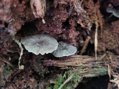 Clitocybula grisella