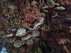 Clitocybula grisella