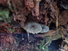 Clitocybula grisella