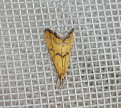 Glaucocharis auriscriptella