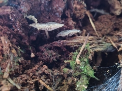 Clitocybula grisella