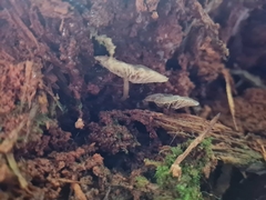 Clitocybula grisella