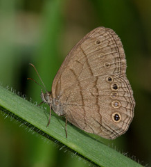 Yphthimoides affinis