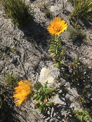 Berkheya barbata