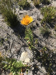 Berkheya barbata