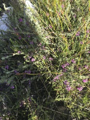 Indigofera alopecuroides