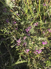 Indigofera alopecuroides