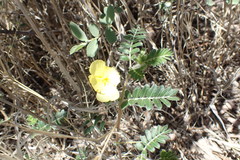 Tribulus zeyheri