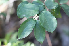 Strychnos angustiflora