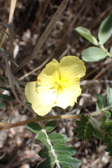 Tribulus zeyheri