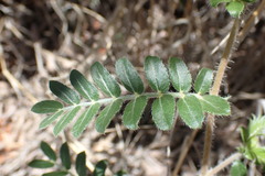 Tribulus zeyheri