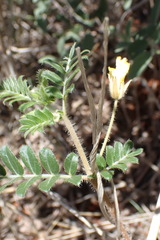Tribulus zeyheri