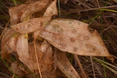 Puccinia gentianae