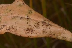 Puccinia gentianae