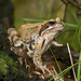 European Common Frog - Photo (c) Jörg Hempel, some rights reserved (CC BY-SA)