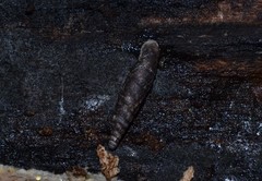 Clausilia bidentata
