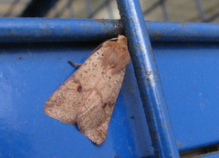 Agrochola blidaensis