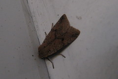 Agrochola blidaensis