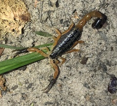 Uroplectes fischeri