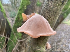 Auricularia auricula-judae