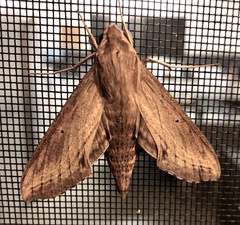 Hippotion velox