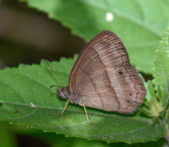 Yphthimoides straminea