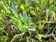 Borrichia arborescens
