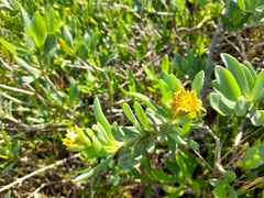 Borrichia arborescens