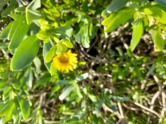 Borrichia arborescens