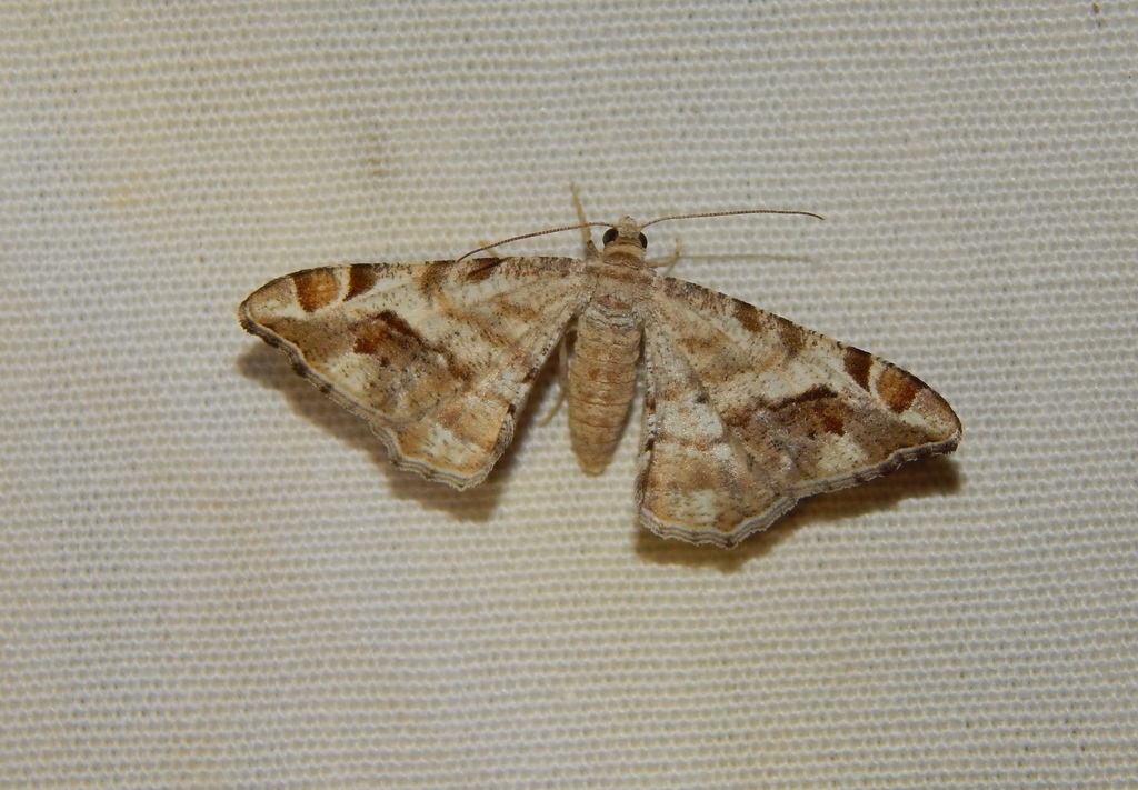 Chiasmia nubilata