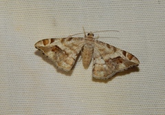 Chiasmia nubilata