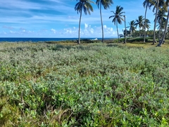 Borrichia arborescens