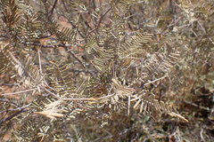 Vachellia haematoxylon