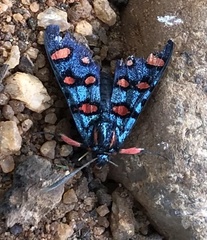 Arniocera cyanoxantha elegans