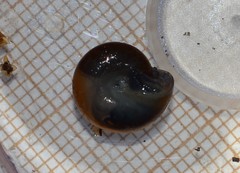 Morlina glabra