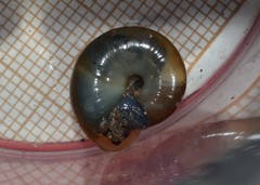 Oxychilus draparnaudi