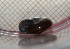 Morlina glabra