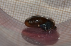 Oxychilus draparnaudi