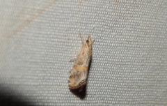 Euchromius nigrobasalis