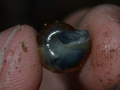 Morlina glabra