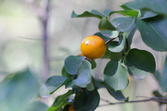 Strychnos angustiflora