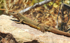 Lacerta citrovittata