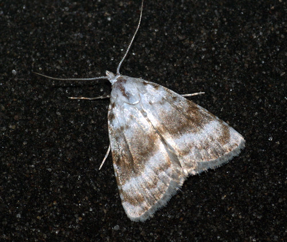 Kent Black Arches