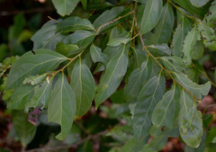 Cryptocarya triplinervis riparia