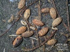 Elaeocarpus decipiens